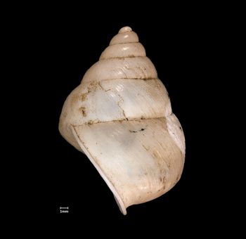 Media type: image;   Malacology 72025 Aspect: lateral